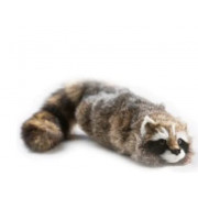 Фокус живой енот | Reality Raccoon