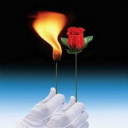 Роза из огня |Torch to Rose